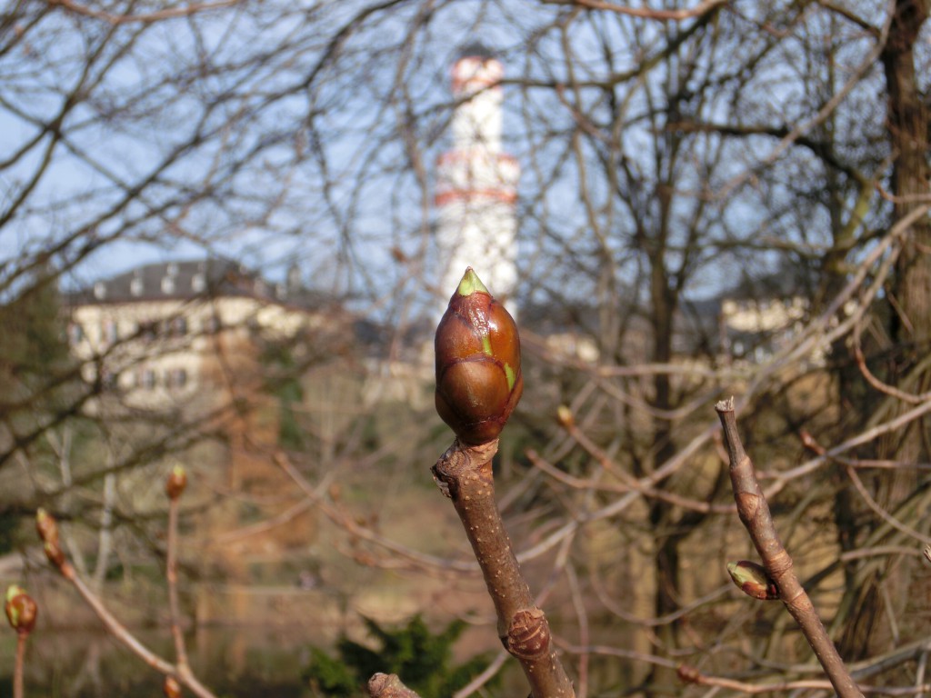 Frühlingsstimmung im Bad Homburger Schloßpark